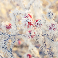 Hoarfrost on leaves