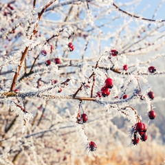 Hoarfrost on leaves