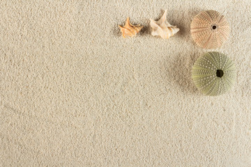 Fototapeta na wymiar urchin on sand