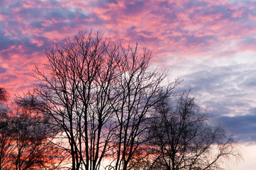 Stimmungsvolle Abenddämmerung im Winter, Baumsilhouetten vor farbenfrohem Wolkenhimmel, Kastanienbaum, Textfreiraum, Winterruhe, Wachstumspause