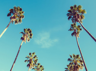 Tall palms on a sunny day