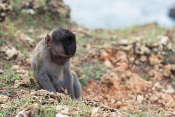 Wildlife wild monkey baby nature habitat