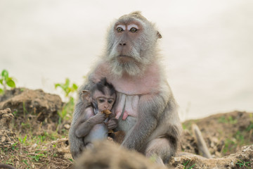 Wildlife wild monkey mother baby habitat