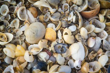 Sea shell background