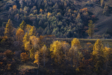 Fototapeta premium Forest in Aershan,China