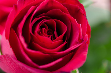 Beautiful red rose.
