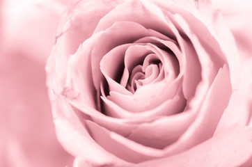 Soft focus close up center pink rose.