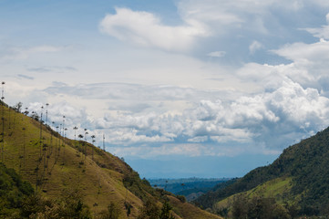 Green valley with tall palm trees in Valle de Cocora under cloudy sky