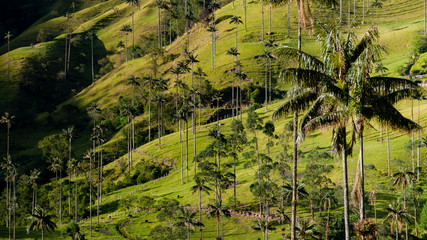 Green valley with tall palm tree in front of Valle de Cocora