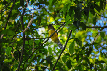Yellow bird, Corcovado National Park, Costa Rica