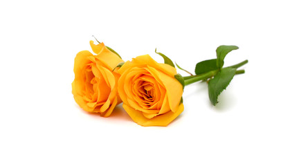 beautiful yellow roses on the white background