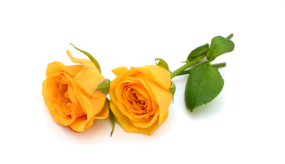 Fototapeta premium beautiful yellow roses on the white background