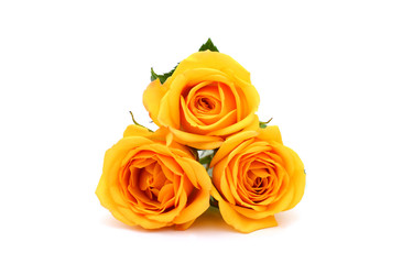 beautiful yellow roses on the white background