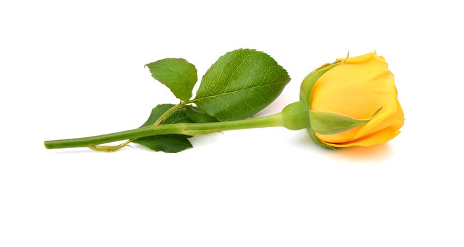 Beautiful Yellow Roses On The White Background