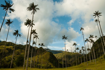 Tall Palm trees on green grass under blue sky with clouds in Cocora Valley