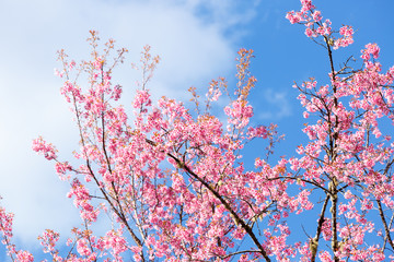 Wild Himalayan Cherry spring blossom