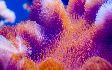  koraal in diepblauwe zee © slonme