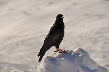 Bird in the French Alpes mountains in Chamonix, France