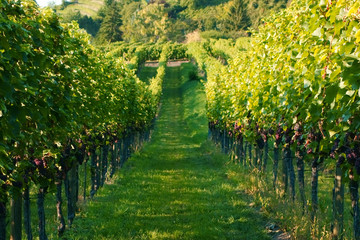 Weinanbau / Wein / Weinberg Hintergrund