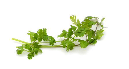 Fresh green parsley also known as coriander on the white background