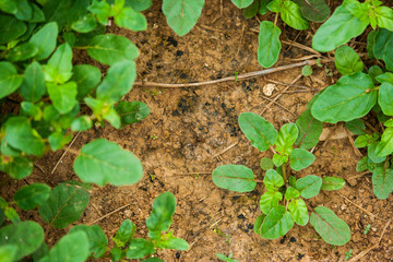 Plants on the ground.