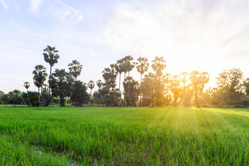 Obraz premium Rice field with palm tree background in morning, Phetchaburi Thailand.