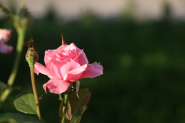 Beautiful pink rose blossoming. Selective focus, with copy space.