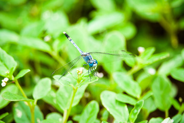 Blue dragonfly on the plant.