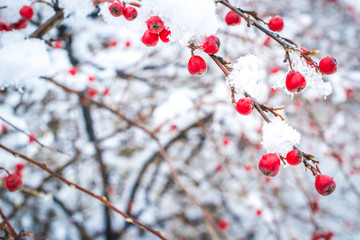 ice on berries winter background