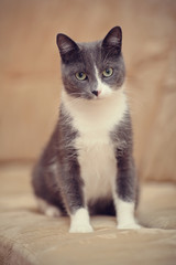 Smoky-gray with white a domestic cat.