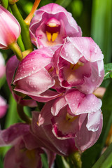 pink orchid