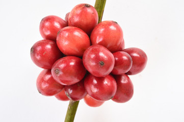 ripe coffee beans isolated on white background