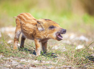 Wild piglet making calls on summer day © Andrey Bandurenko