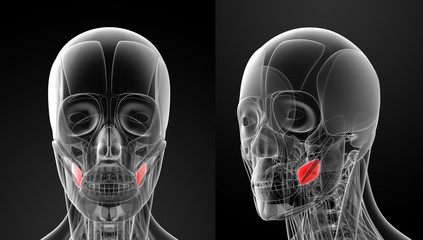 medical illustration of the buccinator