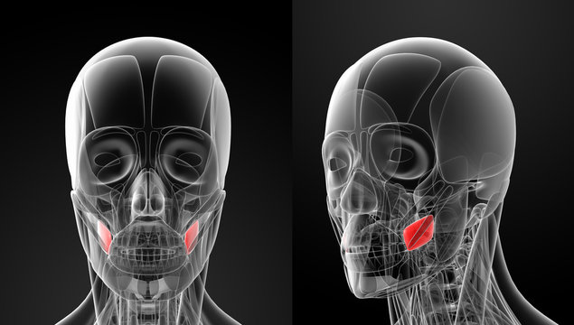 medical illustration of the buccinator