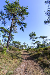 Nature trail for cycling and walking in Phu Kradueng national park in Loei, Thailand.