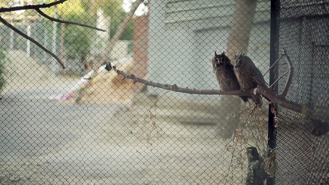 Owls in the zoo