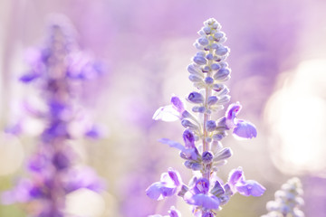 Obraz premium Purple beauty flowers in the garden. Beautiful floral use as bac