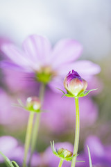 Fototapeta premium Cosmos flowers bud in the garden. Beautiful floral use as backgr