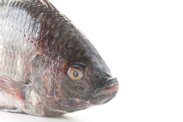 Black Tilapia or Tilapia
