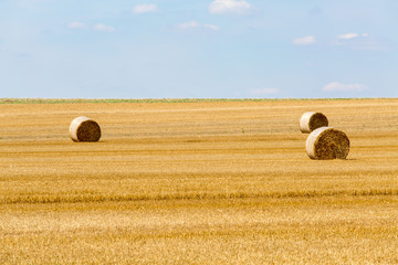 Fototapeta premium Hay bales on the field