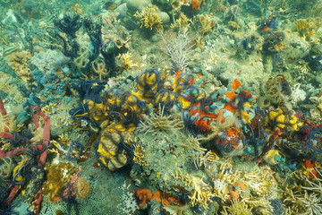 Colorful coral reef covered by underwater sea life