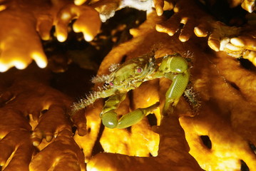 Green clinging crab Mithraculus sculptus