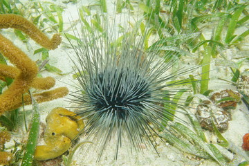 Long spined sea urchin underwater on the seafloor