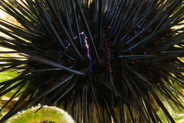 Macro of long spined sea urchin Diadema antillarum
