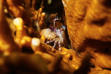 Porcelain crab Petrolisthes waving feeding palps