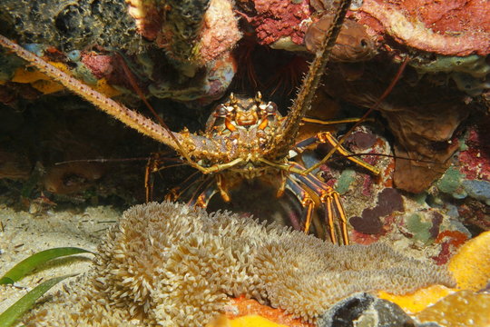A spiny lobster underwater Caribbean sea