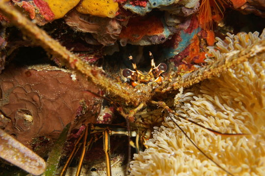 Close up of a spiny lobster underwater
