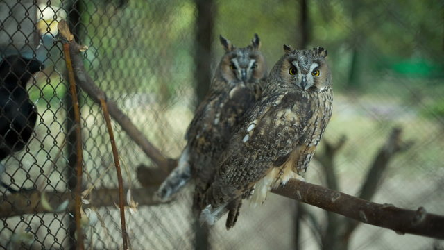 Owls in the zoo