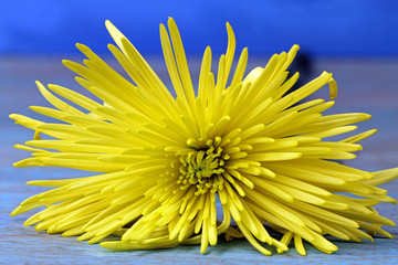 A yellow Chrysanthemum